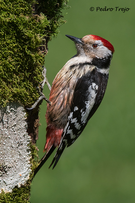 Pico mediano (Dendrocopos medius)